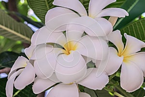 Flowers of plumeria flowers sacred invaluable. photo