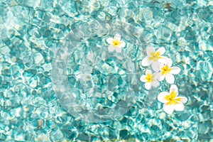 Flowers of plumeria in the turquoise water surface. Water fluctuations copy-space. Spa concept background