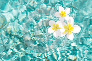 Flowers of plumeria in the turquoise water surface. Water fluctuations copy-space. Spa concept background