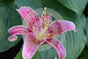 Flowers of the Poconos in Gardens around our home