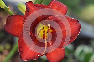 Flowers of the Poconos in Gardens around our home