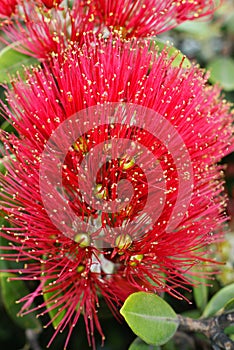 Flowers of the Pohutukawa (Metrosideros excelsa)
