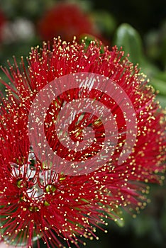 Flowers of the Pohutukawa Tree (Metrosideros excelsa)