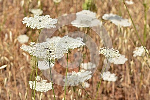 Hemlock flowers, Conium maculatum photo