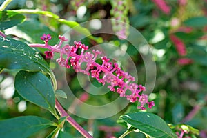 Flowers of the Pokeweed berries Phytolacca americana