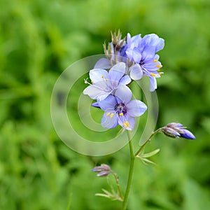 Flowers Polemonium caeruleum