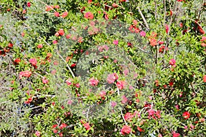 The flowers of the pomegranat.