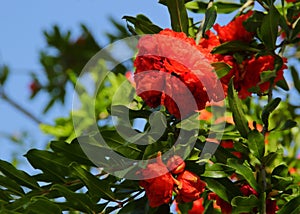 The flowers of the pomegranat.