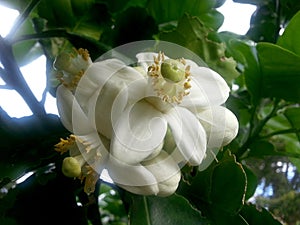Flowers of pomelo, also called pommelo, pumello, a large grapefruit-like citrus fruit