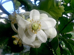 Flowers of the pomelo tree which will produce a large citrus fruit like grapefruit