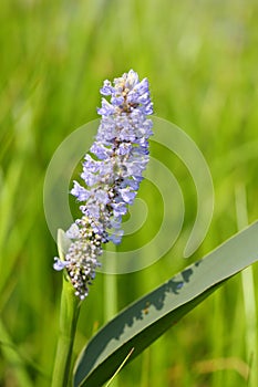 The flowers of Pontederia cordata