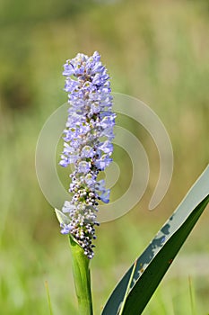 The flowers of Pontederia cordata