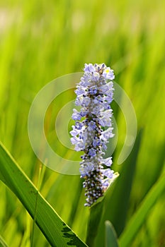 The flowers of Pontederia cordata