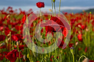 Flowers poppies blossom on wild field. Anzac Day with red poppy flower background. Remembrance Day. National holiday