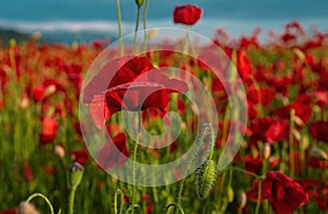Flowers poppies blossom on wild field. Anzac Day with red poppy flower background. Remembrance Day. National holiday