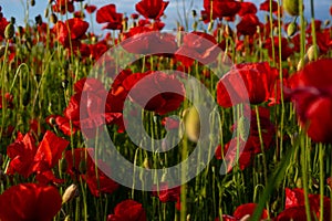 Flowers poppies blossom on wild field. Poppies for remembrance day, anzac day. Red Poppy flowers for remembrance day