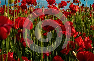 Flowers poppies blossom on wild field. Poppies for remembrance day, anzac day. Red Poppy flowers for remembrance day