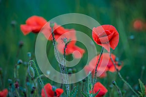 Flowers poppies field colors nature meadow green red summer plan
