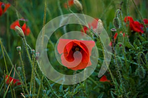 Flowers poppies field colors nature meadow green red summer plan