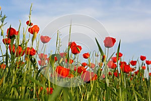 Flowers poppy field ladscape meadow