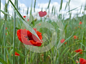 Flowers poppy field on a summer day. Serenity and tranquility. Selective focus