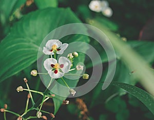 Flowers that are popularly grown in northern Thailand.