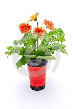 Flowers in pot