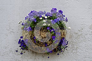 Flowers pot with blue pansies and white daisies