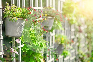 Flowers in the pot on fence