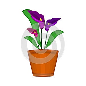 Flowers in pot isolated on white background. Terracotta flowerpot with calla lilies.