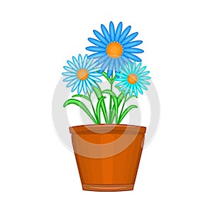 Flowers in pot isolated on white background. Terracotta flowerpot with daisy.