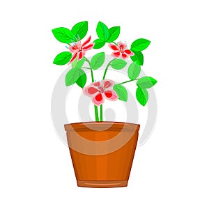 Flowers in pot isolated on white background. Terracotta flowerpot with plant.