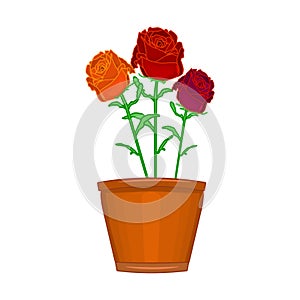 Flowers in pot isolated on white background. Terracotta flowerpot with roses. Houseplant in clay vase for interior decor of home,