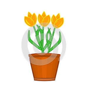 Flowers in pot isolated on white background. Terracotta flowerpot with tulips.