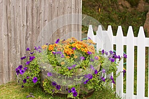 Flowers pot near fences photo