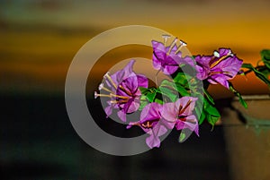 Flowers in pot. Sunset, Apo island, Philippines.