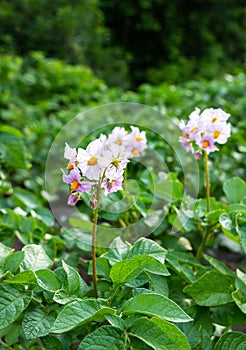 The flowers of potato in bloom on a garden against a background of green foliage