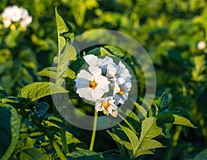 The flowers of potato in bloom on a garden against a background of green foliage