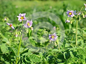 Flowers of the potato