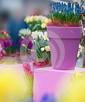 Flowers in pots