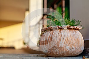 Flowers in pots. Gardening and landscape design for a good life urban environment. Selective focus background