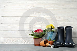 Flowers in pots and gardening tools on background, space for text