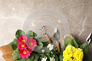 Flowers in pots and gardening tools on background, top view