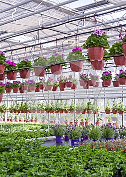 Flowers in pots in a greenhouse. Beautiful blooming green house. Greenhouse for growing seedlings of plants. Flowering plants in a