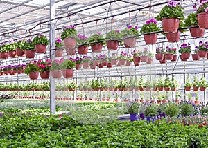 Flowers in pots in a greenhouse. Beautiful blooming green house. Greenhouse for growing seedlings of plants. Flowering plants in a