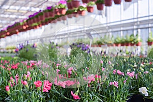 Flowers in pots in a greenhouse. Beautiful blooming green house. Greenhouse for growing seedlings of plants. Flowering plants in a