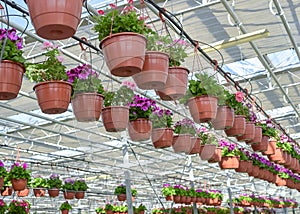 Flowers in pots in a greenhouse. Beautiful blooming green house. Greenhouse for growing seedlings of plants. Flowering plants in a