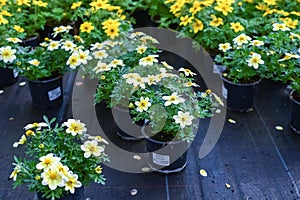 Flowers in pots in a greenhouse. Beautiful blooming green house. Greenhouse for growing seedlings of plants. Flowering plants in a