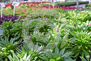 Flowers in pots in a greenhouse. Beautiful blooming green house. Greenhouse for growing seedlings of plants. Flowering plants in a