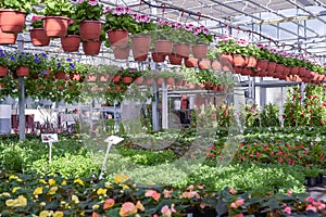 Flowers in pots in a greenhouse. Beautiful blooming green house. Greenhouse for growing seedlings of plants. Flowering plants in a